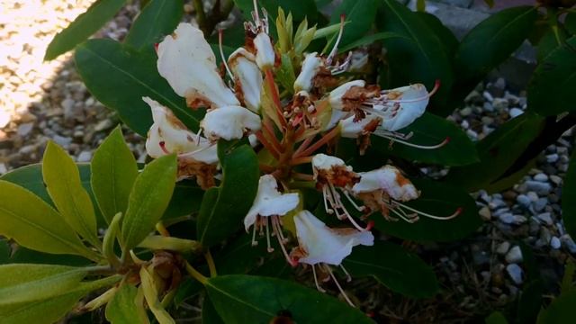 КРАСИВАЯ КЛУМБА-РОКАРИЙ! смотреть онлайн