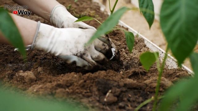 Дайте Молоко Томатам, Перцам и Огурцам В Августе смотреть онлайн