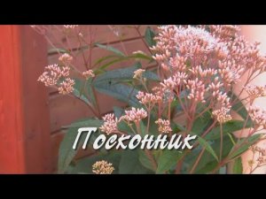 Посконник.  Дачные картинки.