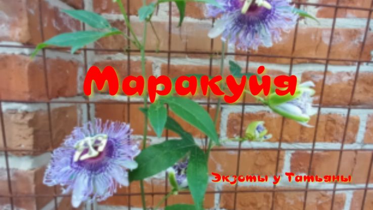 Маракуйя северная в августе. смотреть онлайн