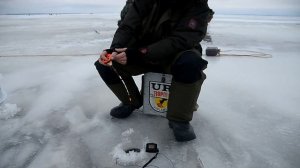 Ловля берша на черта Маст.ИВ