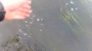 С тенкарой по Уралу. Удочки тенкара + керью, некрупная плотва и один окунь  #плотванатенкару