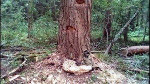 Борть для пчёл. Третий этап, заключительный. Бортевое пчеловодство.