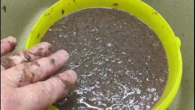 Фарш для дискусов от Евгения Мархоброда