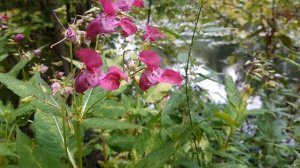 Недотрога желёзконосная, бальзамин железистый фиолетовые цветы похожи на аконит