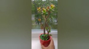 Денежное дерево. Крассула овата Минор "Диана" в композиции. Crassula ovata Minor