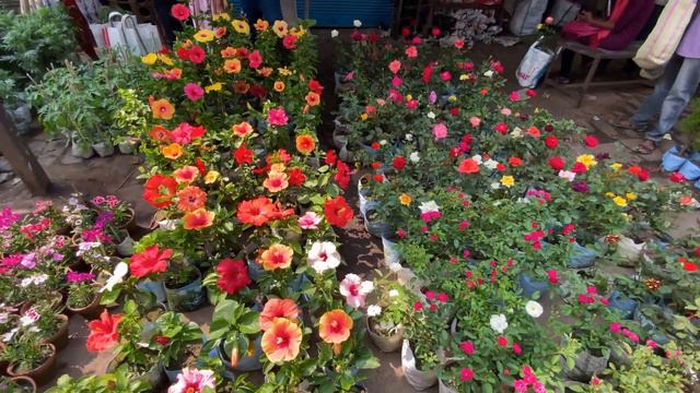 ROSE ZINNIA HIBISCUS PETUNIA FLOWER PLANT PRICE | GALIFF STREET PLANT MARKET | Best Flowers Forever смотреть онлайн