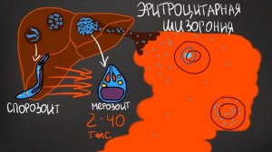 МАЛЯРИЯ - про плазмодия, переносчика и пострадавшего