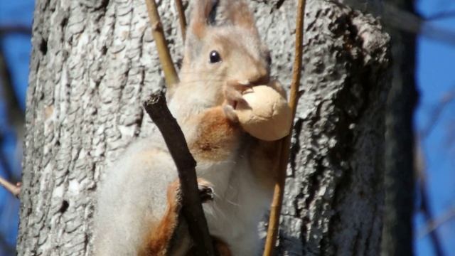 Все по серьезному белки. Все по серьезному белки. Не белочку. Белка грызет золотые орешки. Мышка любит бельчонка.