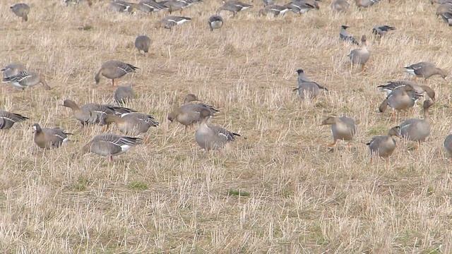 Гуси в апреле 2021-го. смотреть онлайн