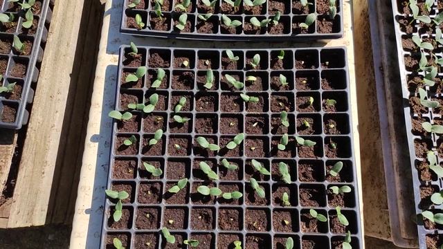 Кассеты для рассады и всхожесть семян смотреть онлайн