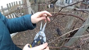 Обрезка и ОМОЛОЖЕНИЕ старого куста ВИНОГРАДА