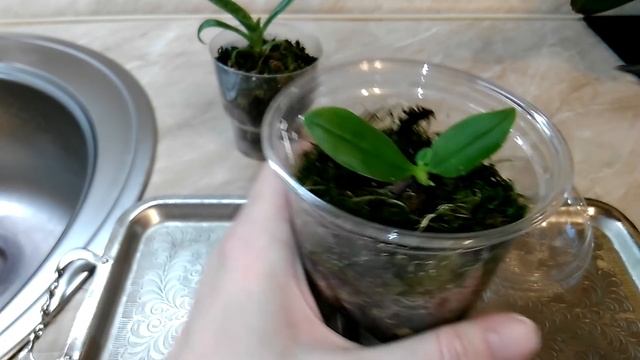 ВСЯ ПРАВДА О СЕЯНЦАХ ОРХИДЕЙ Пафиопедилум и Фаленопсис. АДАПТАЦИЯ СЕЯНЦЕВ. УДАЧНЫЙ ОПЫТ. смотреть онлайн