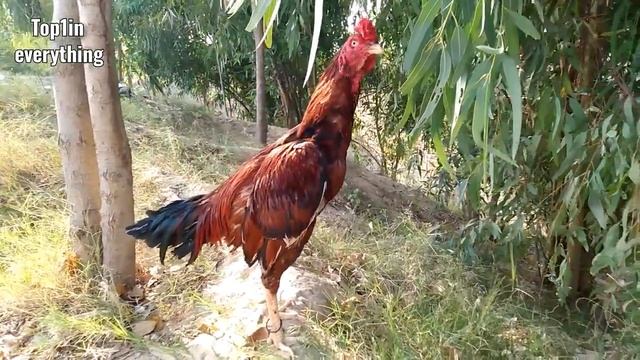 Rooster Crowing Compilation Plus - Sounds Effect   Aseel Rooster Sound  Top One Pets TV