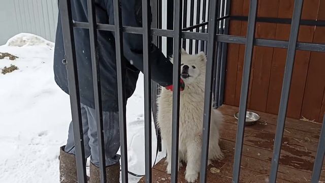 164. Самоед, выдержка в вольере. смотреть онлайн