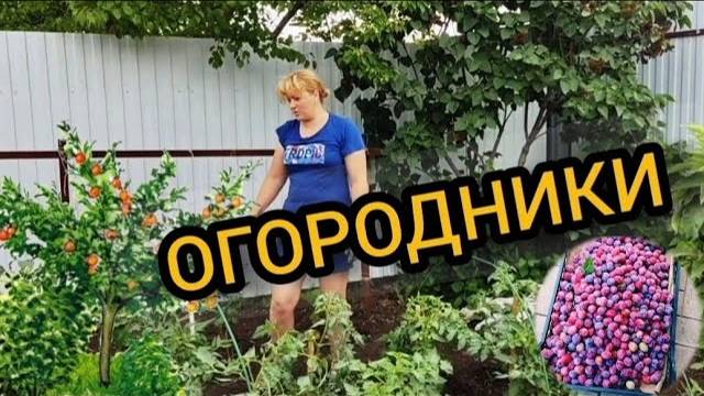 Сбор сливы и яблок. Много сливы. 29-31.07.2024