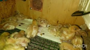 Перепелам неделя: перевод на сетку.