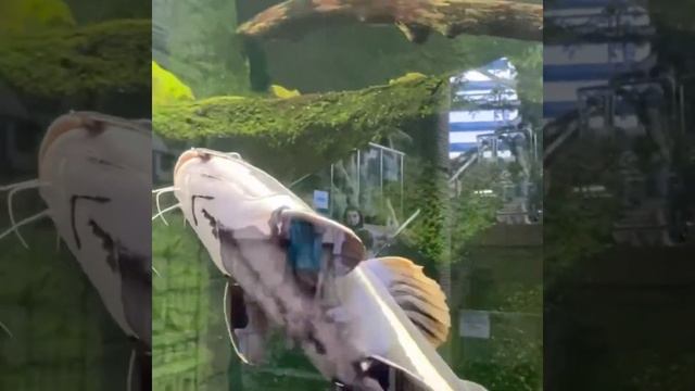 Куда можно сходить в Екатеринбурге с детьми?(часть 2)