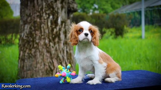 Малышка Вивьен.  Кавалер Кинг Чарльз Спаниель