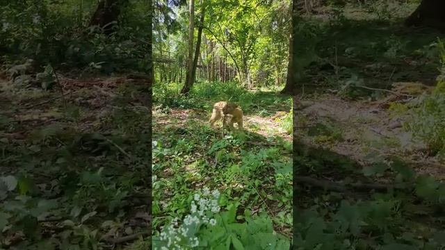 Львицы Афина и Ахинея в Подмосковном сафари-парке #лев #львы #львята #львица #lion #lions #shorts смотреть онлайн