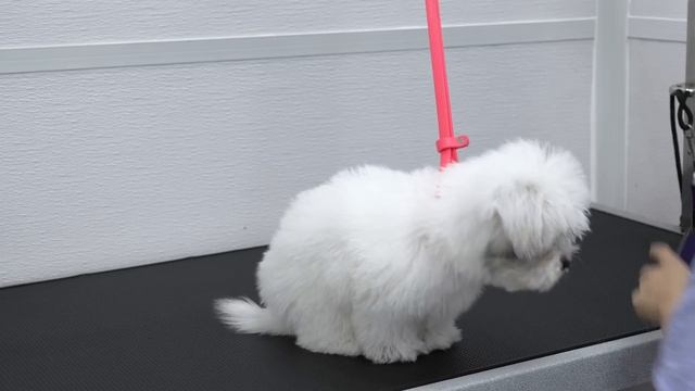 Coton De Tulear puppy SO FRIGGEN CUTE! смотреть онлайн
