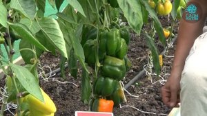 Сладкий перец "Оранжевое чудо"