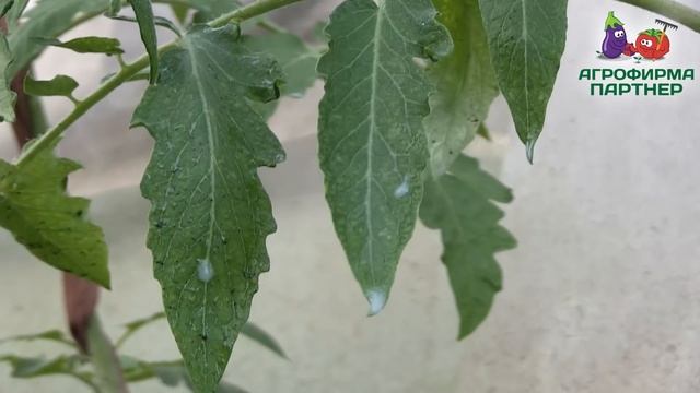 ЧЕМ ПОДКОРМИТЬ ТОМАТЫ? смотреть онлайн