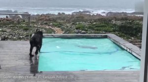  В ЮАР бабуины ворвались в особняк, чтобы поплавать в бассейне