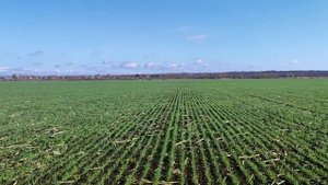 Озимая пшеница Тимирязевка 150. Ростовская область. Телеграмм-канал_ Фугустим.