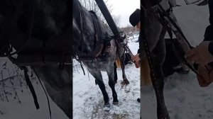 Учимся запрягать лошадь красиво.