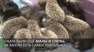 Очень добрая кошка.