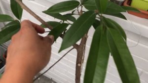 Фикус Али (часть 4). Август. Как выглядит фикус после трёх обрезок.