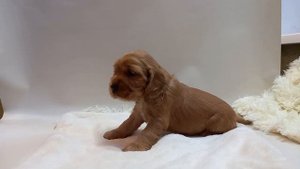 английский кокер спаниель. Щенок питомника Царство Рыжих