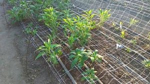 Альстромерия. Уход. Почва.