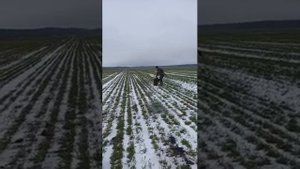 Натаска (нагонка) русской гончей (до 1 года) по зайцу ч1