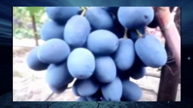 Виноград Фуршетный
