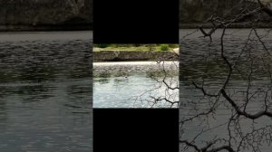 Африка Занзибар поездка на сафари  жираф бегемот 🦛 шимпанзе 