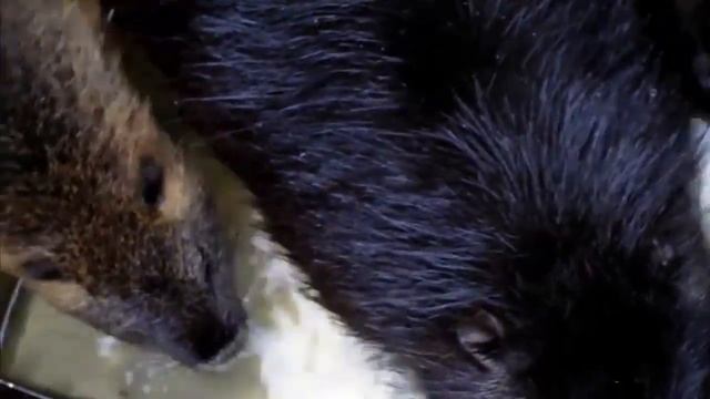 Эффективное кормление нутрий весной. Как кормить нутрий весной. смотреть онлайн