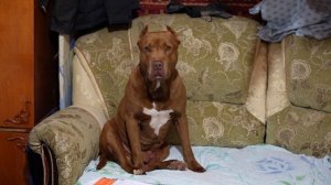 Pitbull Spike. Теперь Спайк живет со мной. Безмерная благодарность хозяину от питбуля.