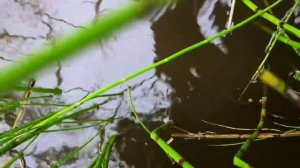 ЩУКА НА ПОСТАВУШКИ