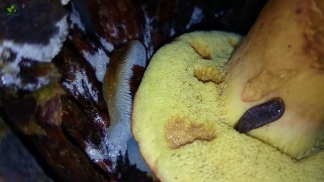 3 species on same wood stump (Part 2) смотреть онлайн