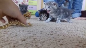 Реакция бородатой агамы на котят!