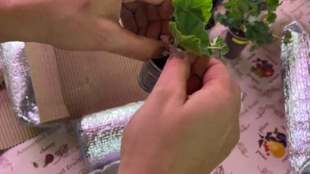 Шикарная посылка с пеларгониями в ноябре.Мои комнатные цветы!. смотреть онлайн