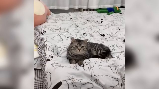 Смешной кот? #кошки #кошкимилые #милыекошки #котики #котикимилые #мягкиекошки #пушистыекошки