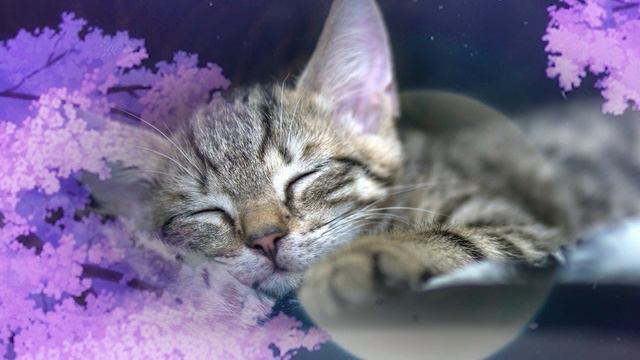 Relaxing MUSIC FOR CATS | relax my cat sleep 1 hour