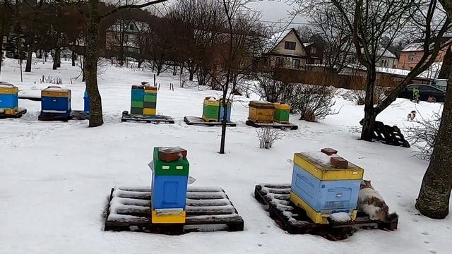 Продам пасеку пчёл #купитьпчёл #пчёлы #пасека