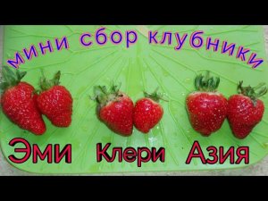 Маленький урожай 2019. Клубника на подоконнике.