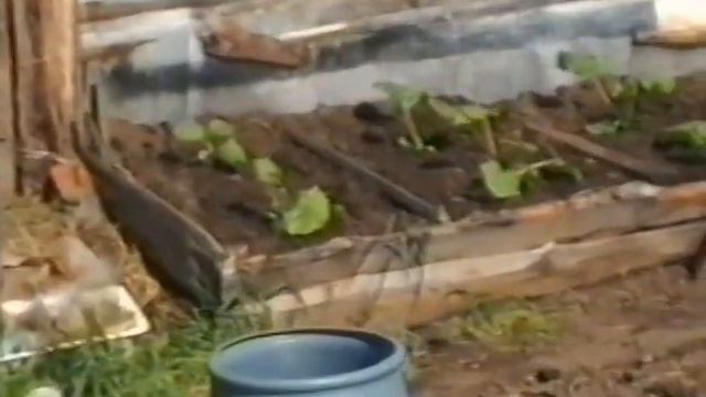 Дача 1995 смотреть онлайн