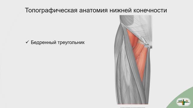 Бедренный треугольник топография. Напрягатель широкой фасции бедра анатомия. Портняжная и четырехглавая мышца бедра. Портняжная мышца m. Sartorius. Приводящие мышцы бедра функции.