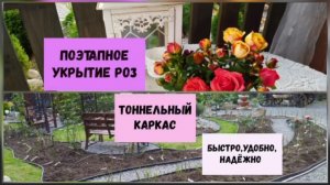 Поэтапное укрытие роз.Тоннельный каркас - быстро, удобно, надёжно.